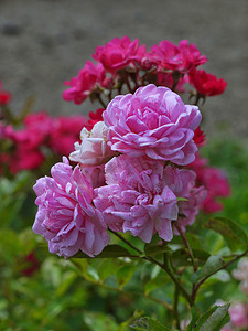 一枝粉红玫瑰在一枝深红色玫瑰的背景上创造出美丽、平滑的色彩过渡