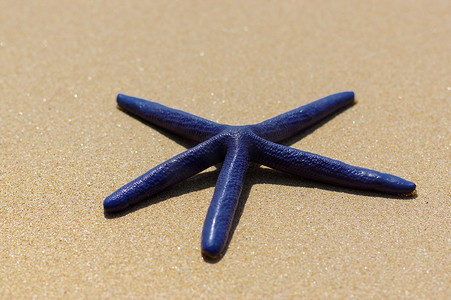 在白色沙子晴天的蓝色海星
