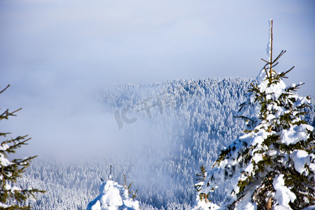 朋克赛博数字摄影照片_可以看到被薄雾笼罩的白雪皑皑的森林
