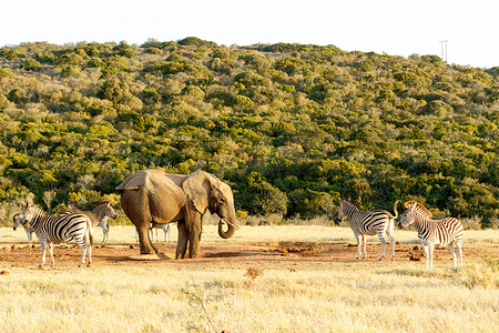 斑马正等着和一头非洲丛林大象一起喝酒。