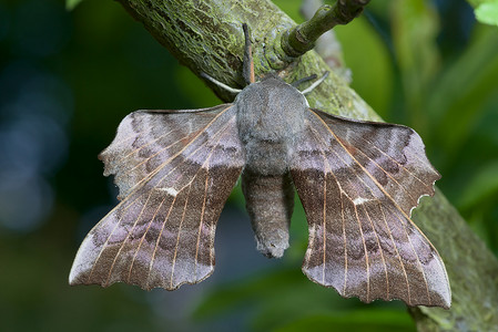 一只大杨树天蛾及其大展翅的丰富详细图像。