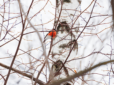 自然冬季背景-结冰的树枝和雄性红腹灰雀。