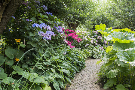 英国花园摄影照片_有花的英国庭院