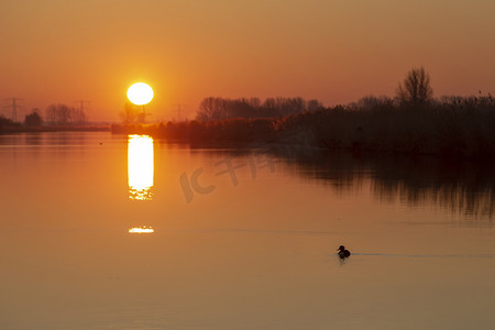 鸭子游泳和穿过有太阳反射的镇静水道