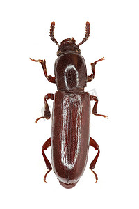 白色背景上的黑甲虫 Corticeus - Corticeus unicolor (Piller & Mitterpacher 1783)