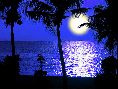 月光和剪影椰子树在夜