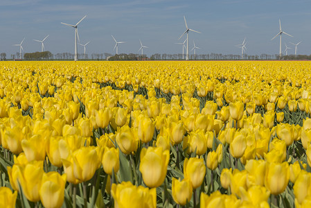 Noordoostpolder 的黄色郁金香田和风车