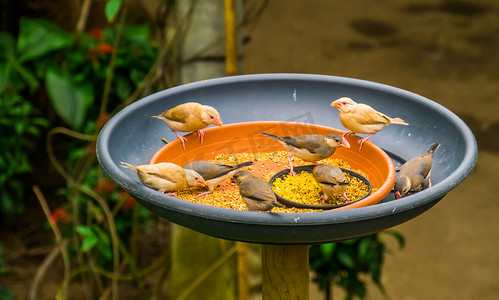 坐在喂食盘里的热带小鸟吃种子、喂鸟解决方案、饲养和照顾异国情调的鸟类