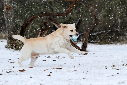 奔跑乌龟摄影照片_冬天带着玩具在雪地里奔跑的黄色拉布拉多犬
