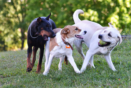 两只白狗和一只黑狗打球
