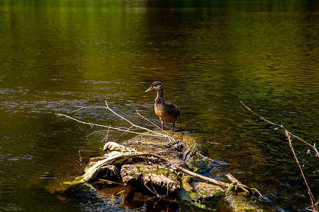 鸭子在河里游泳摄影照片_鸭子在拉脱维亚的河里游泳。