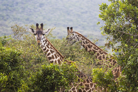 长颈鹿在野生动物园的野生驱动器上，肯尼亚。