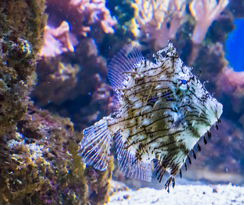 皮夹克摄影照片_海洋生物热带水族馆鱼宠物肖像，一只多刺的皮夹克鱼在珊瑚礁中游泳