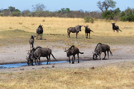 Gnu、牛羚非洲野生动物和原野