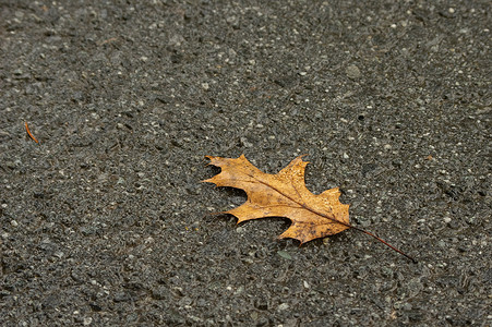 秋天气候摄影照片_在湿柏油路面的黄橡树叶子