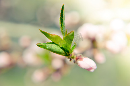 春天盛开的桃花摄影照片_桃花粉红色的花朵