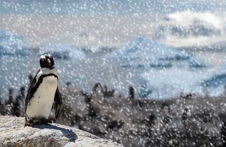 非洲黑脚企鹅站在岩石上，背景是他的家人，雪在飘落