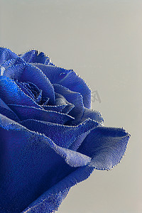 蓝玫瑰摄影照片_灰色背景下气泡特写下的蓝玫瑰