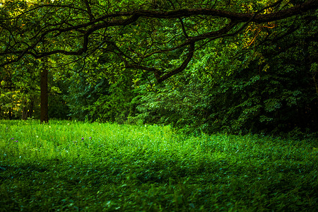 夏季绿色野草在橡树长枝下，有选择的焦点。