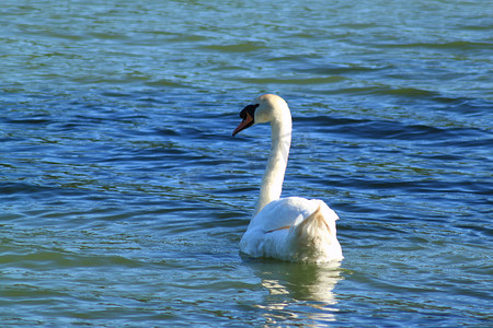 白色的天鹅摄影照片_从后面湖背景上的天鹅。