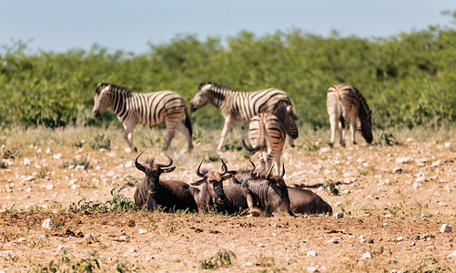 蓝色牛羚 Gnu，纳米比亚非洲野生动物 safari