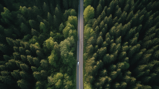 俯瞰森林中央的道路