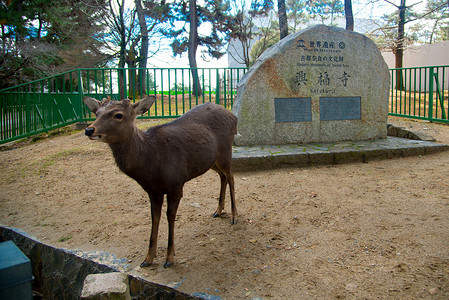 奈良鹿国家公园