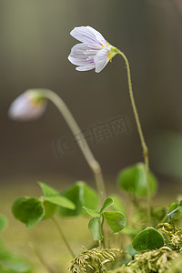 生苔森林地面上的脆弱花