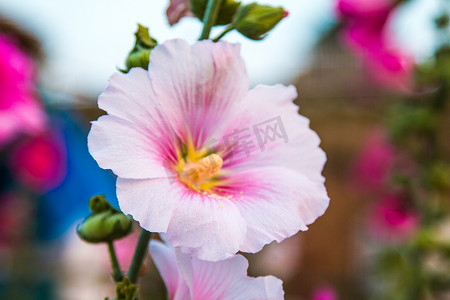 矢量玫瑰摄影照片_色彩缤纷的美丽玫瑰（花瓣、叶子、花蕾和开放的花朵）