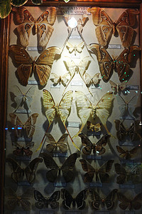 各种植物标本馆干蝴蝶展图