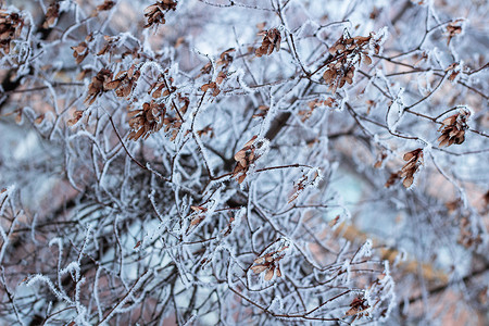 用白雪覆盖的冷淡的冬天植物分支特写镜头