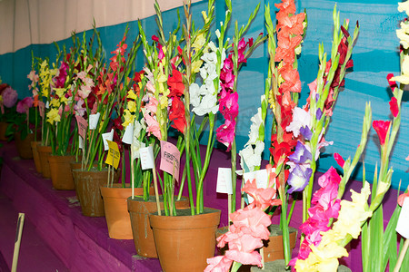 在印度西孟加拉邦加尔各答的园艺博览会上，紫堇金鱼草和紫藤花展示在花盆中出售。