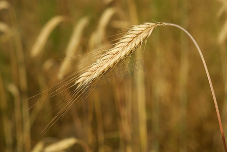 过敏原摄影照片_黑麦麦片、黑麦、过敏原植物