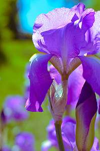 野鸢尾的紫蓝色花，覆盖着夏雨，绿色背景