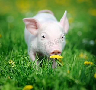 绿色小草摄影照片_在绿草上的小猪