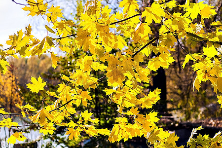 秋天黄色的枫叶在阳光下随风摇曳