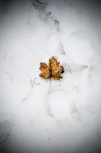 躺在雪中的秋天枫叶