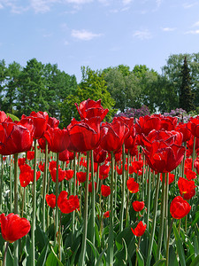 花与栅栏摄影照片_一个美丽的红色郁金香栅栏与绿色茎以树顶和蓝天为背景