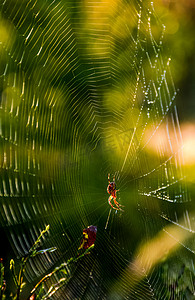 蜘蛛在网上美丽的树叶散景
