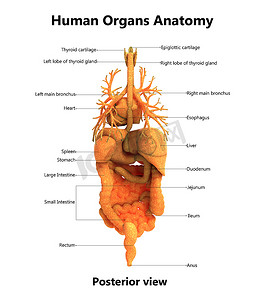 京东大促标签摄影照片_用标签解剖学后视图描述的人体完整内脏