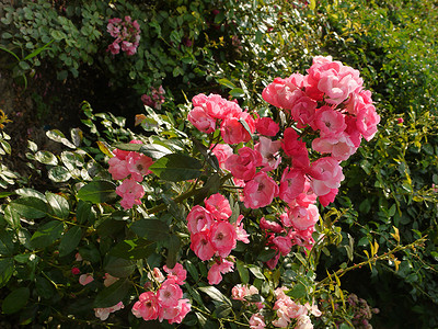 一枝玫瑰玫瑰摄影照片_一枝密密麻麻的小花，在其开花的顶峰上有玫瑰柔和的色调