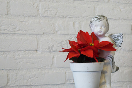 花盆中一朵红色圣诞星花的特写，白色砖墙背景上有天使雕塑