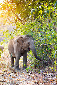 大象在深林走路摄影照片_泰国深林自然中的亚洲象