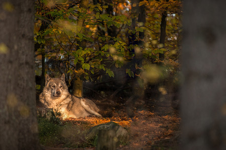 在秋天的童话森林里，一只狼躺在阳光下