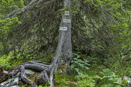 里拉山 Maliovitsa 休息室的步行者用木牌指示活树信息