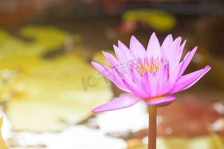 美丽的睡莲，粉红色的莲花植物在绿色的池塘里