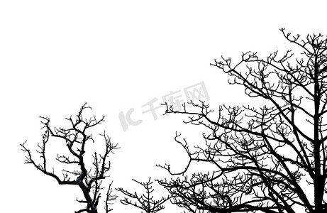剪影死树和孤立的白色背景上的树枝。