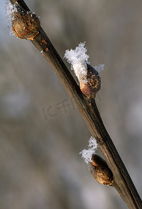 冷淡摄影照片_有芽的冷淡的枝条