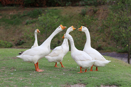 一群长着橙色喙的白鹅站在草坪上。