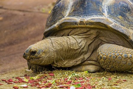 安氏摄影照片_阿尔达布拉巨龟在进食期间的面部特写，来自马达加斯加和塞舌尔的大型热带陆龟，处于脆弱状态的爬行动物